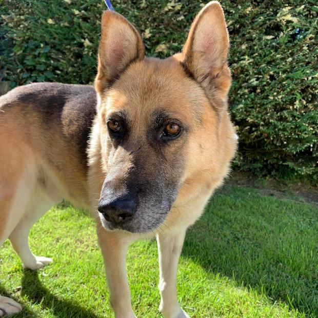 South Wales Argus: Donavan - seven years old, male, German Shepherd. Donavan is an older gentleman who would like an easy life. He could live with a calm, female dog or be the only dog in his new home. Somewhere quiet where he can relax, have occasional cuddles, tasty food